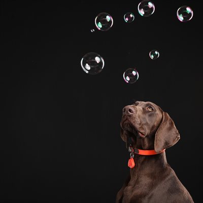 APPAREIL ULTRASON REPOUSSE LES TIQUES ET LES PUCES ORANGE POUR ANIMAUX DE TICKLESS image 3