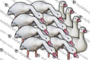 APPELANT OIE BLANCHE 12/BTE SKY FALL DECOYS image 0