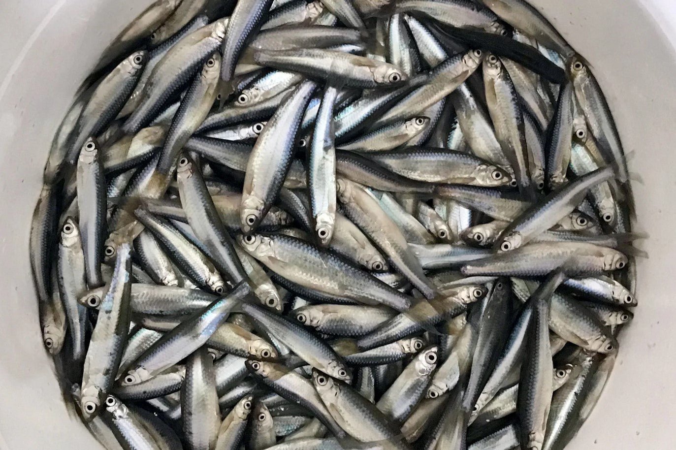 MÉNÉS POUR PÊCHE HIVERNAL - TAILLE VARIÉE image 0