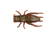 BERKLEY GULP CRICKET image 0