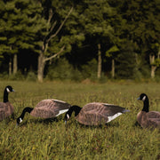 FEROX CANADA GOOSE FLOCKED HEAD SILHOUETTE DECOYS 12-PACK
