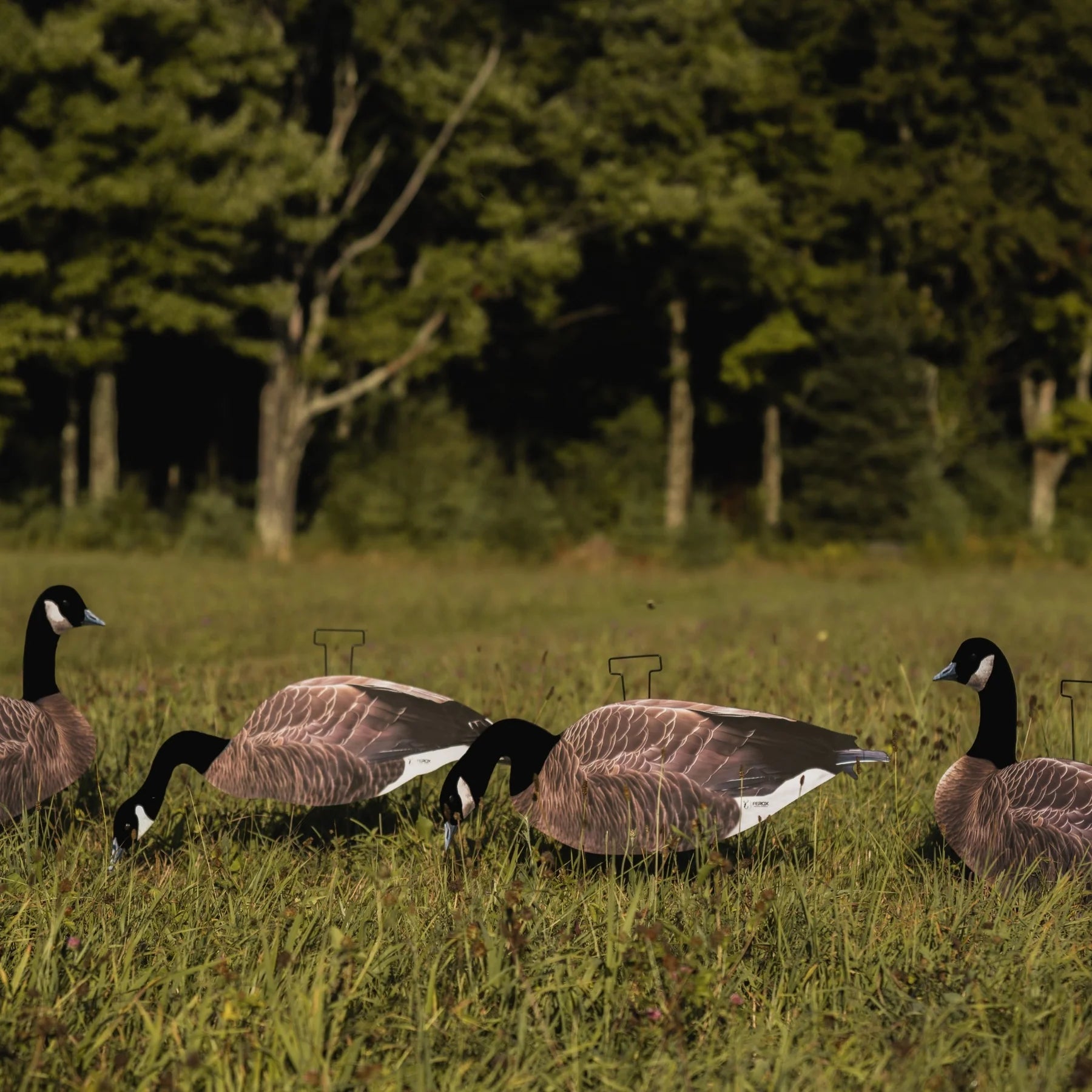 FEROX CANADA GOOSE FLOCKED HEAD SILHOUETTE DECOYS 12-PACK