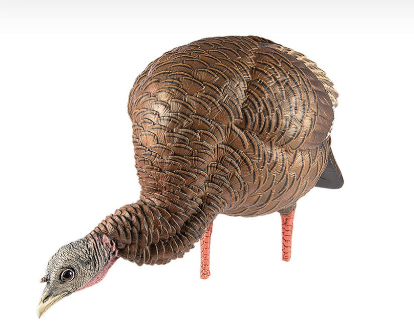 AVIAN X APPELANT A DINDON HDR FEEDER image 1